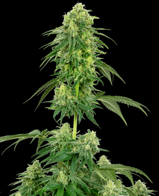 White Label Seed Company Strawberry Kush Feminised Seeds