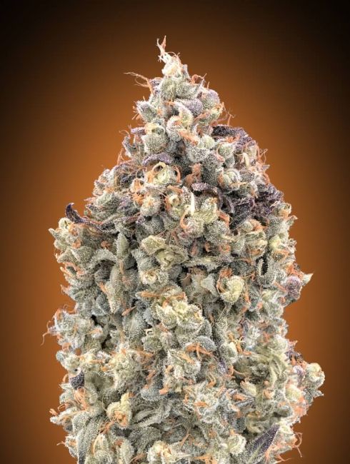 Advanced Seeds Watermelon OG Auto Feminised Seeds