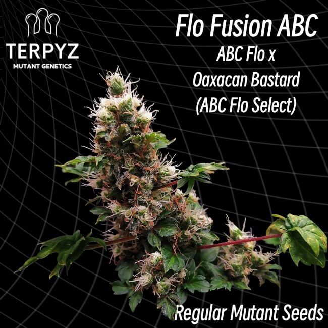 TerpyZ Mutant Genetics Flo Fusion ABC Regular Seeds