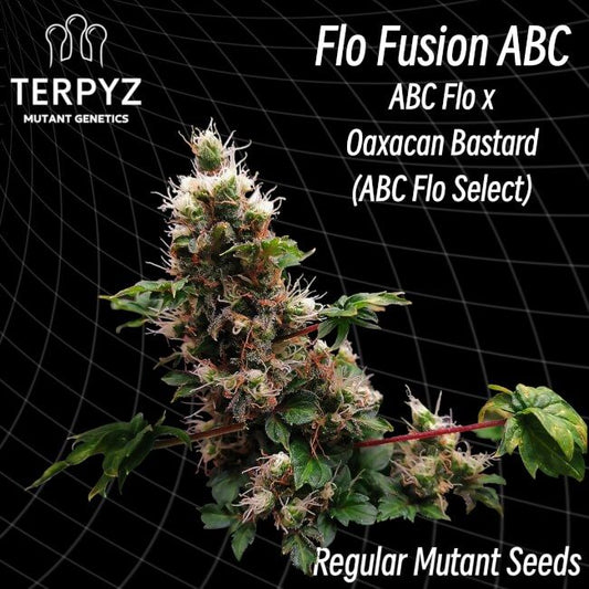 TerpyZ Mutant Genetics Flo Fusion ABC Regular Seeds