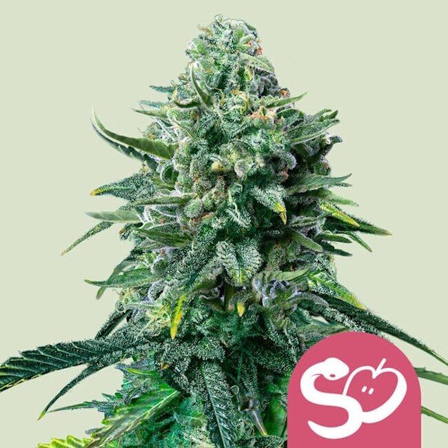 Royal Queen Seeds Forbidden Fruit Feminised Seeds