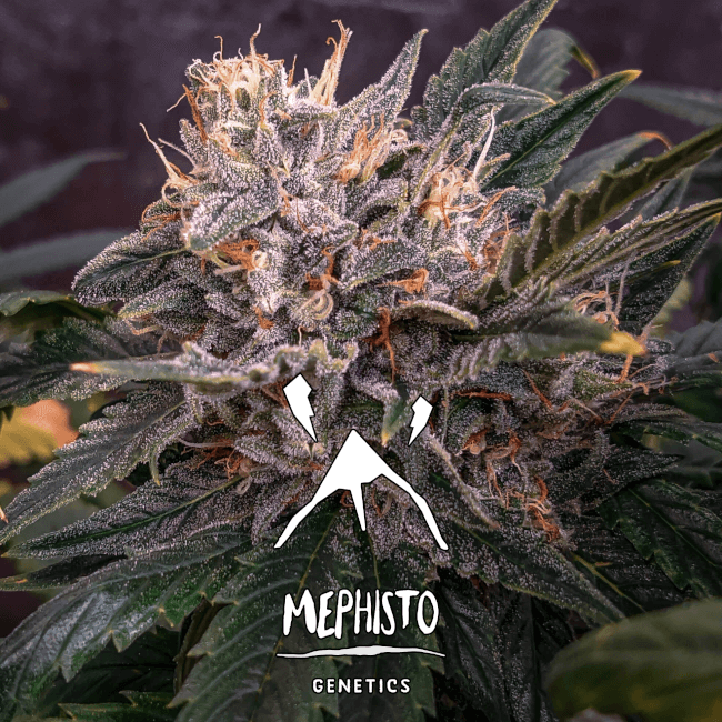 Mephisto Genetics Forgotten Cookies Auto Feminised Seeds