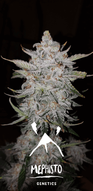 Mephisto Genetics Forum Stomper Auto Feminised Seeds