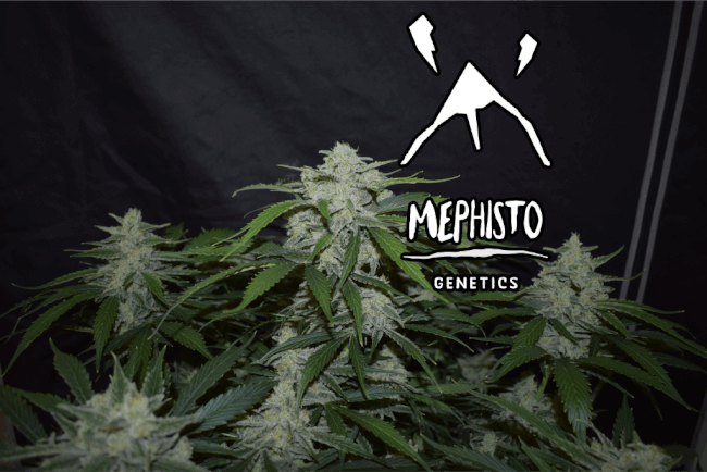 Mephisto Genetics Fugue State Auto Feminised Seeds