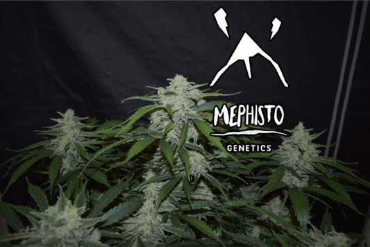 Mephisto Genetics Fugue State Auto Feminised Seeds