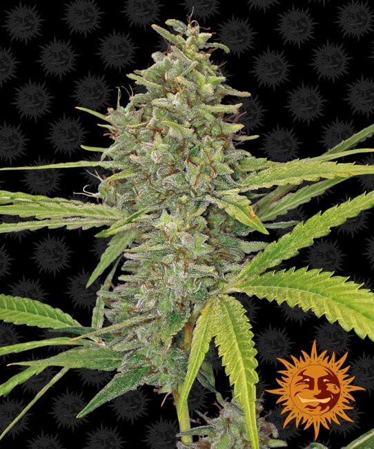 Barney's Farm G13 Haze Feminised Seeds