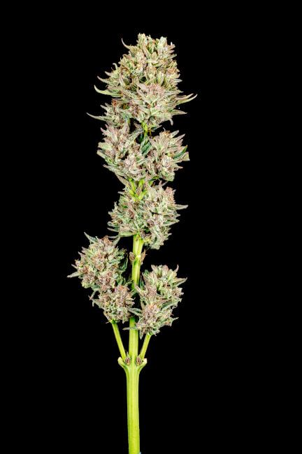 Atlas Seed Garlic Jam Auto Feminised Seeds - 5+