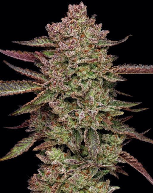 Humboldt Seed Co. Gazzurple Feminised Seeds