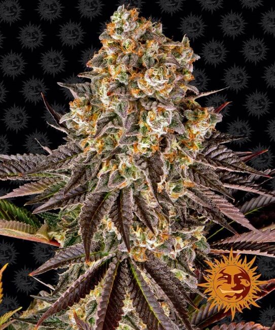 Barney's Farm Gelato 45 Feminised Seeds