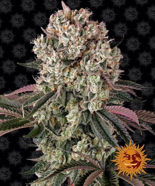 Barney's Farm Glookies Feminised Seeds