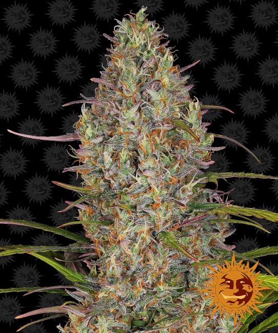 Barney's Farm Glue Gelato Auto Feminised Seeds