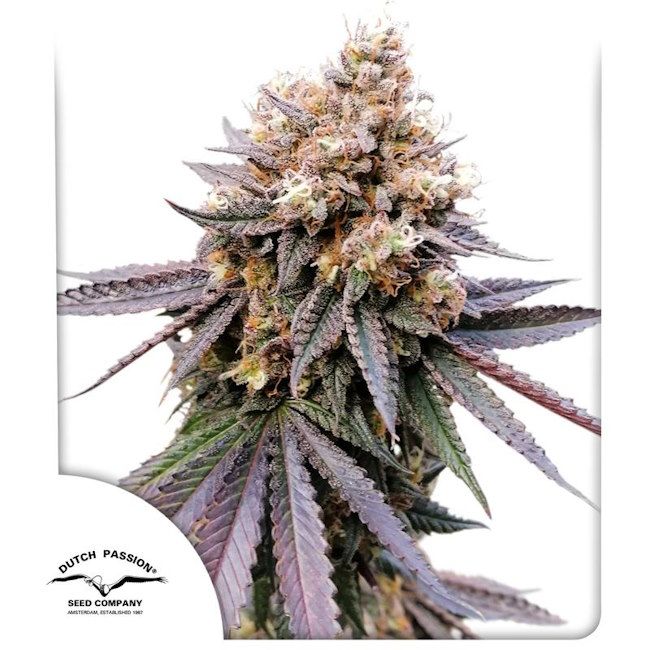 Dutch Passion GMO FAST Feminised Seeds