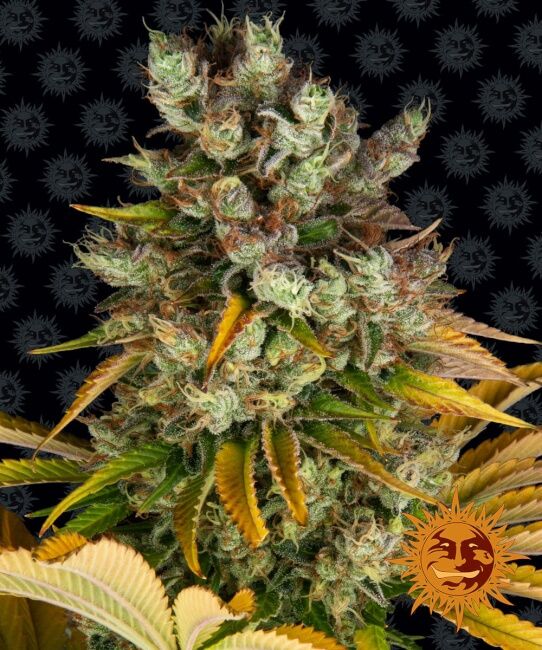 Barney's Farm GMO Feminised Seeds