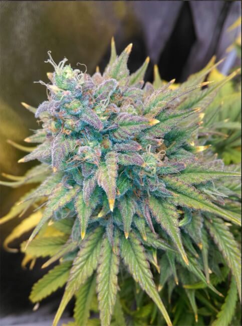 Mephisto Genetics Gold Glue Auto Feminised Seeds