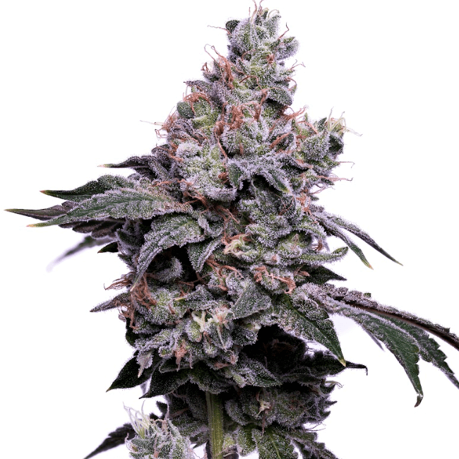 Green Bodhi GoldenHaze Feminised Seeds