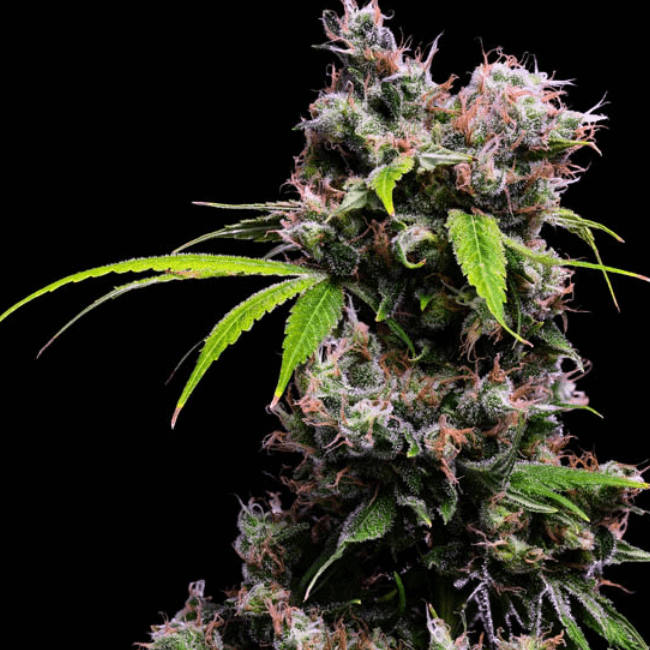 Green Bodhi Golden Pineapple S1 Feminised Seeds