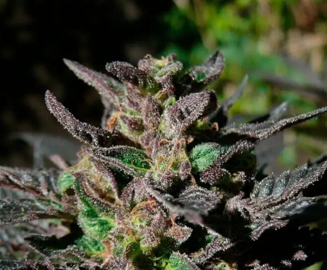 00 Seeds Grand Daddy Purple Feminised Seeds