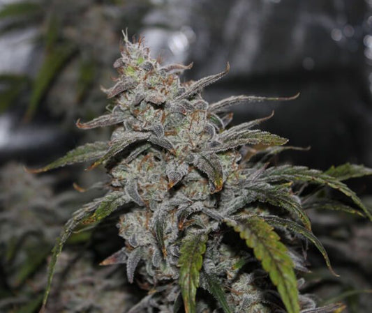 Mephisto Genetics Grape Walker Kush Auto Feminised Seeds