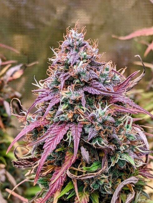 Mephisto Genetics Grizzly Crinkle Auto Feminised Seeds