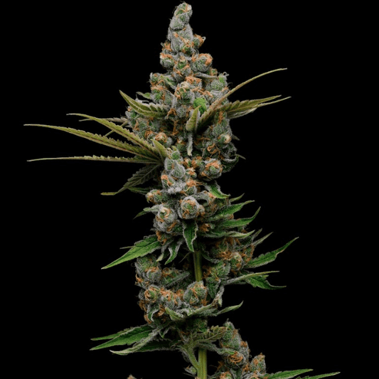 Green Bodhi Guava Slushy Feminised Seeds