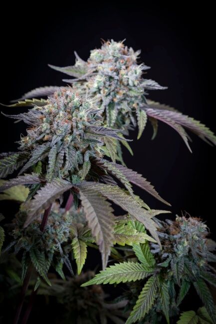 Paradise Seeds Gulupa Feminised Seeds