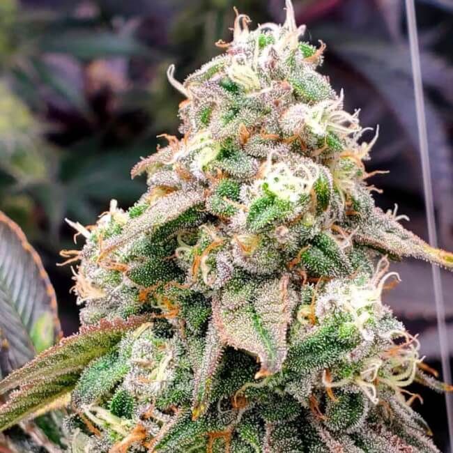 Humboldt Seed Org. Gushers FAST Feminised Seeds