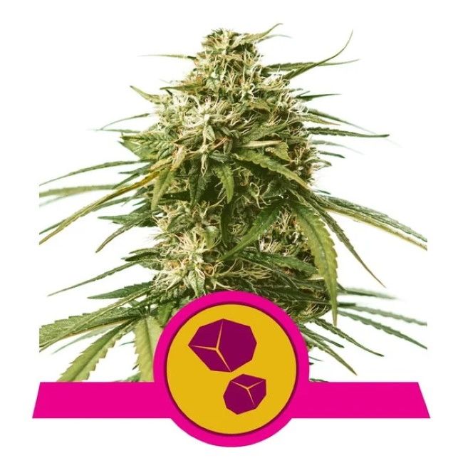 Royal Queen Seeds Gushers Feminised Seeds