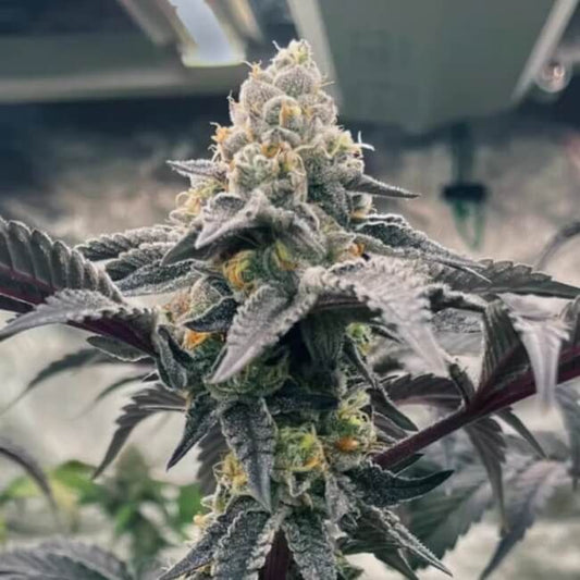 Trilogene Seeds Hasbulla Feminised Seeds