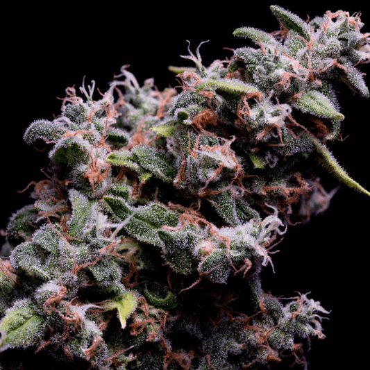 Green Bodhi Hazy Kush S1 Feminised Seeds