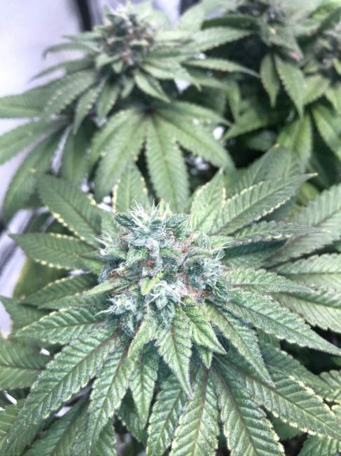 Bodhi Seeds Heavenly Hashplant Regular Seeds