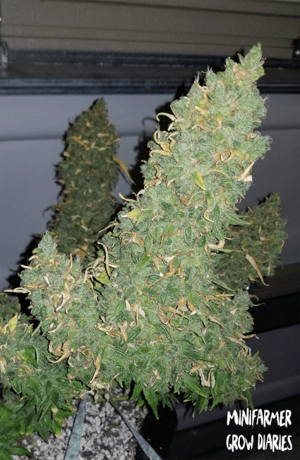 Mephisto Genetics Heisenberg Special Auto Feminised Seeds