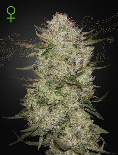 Greenhouse Seed Co. Highcloudz Auto Feminised Seeds