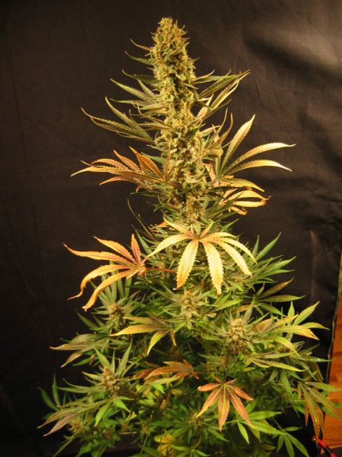 Mr Nice Seedbank Holy Smoke Regular Seeds