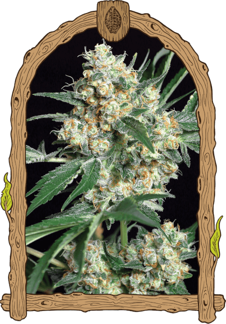 Exotic Seed Honey Mints Feminised Seeds