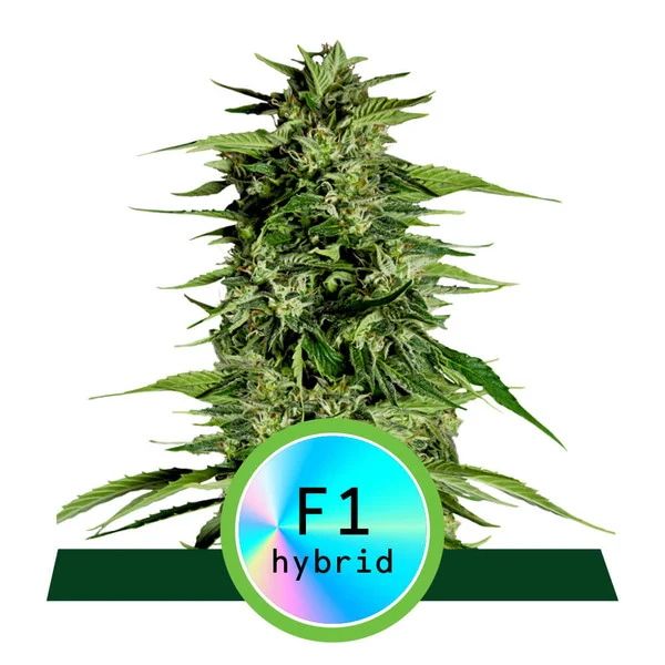 Royal Queen Seeds Hyperion F1 Auto Feminised Seeds