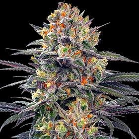 G13 Labs Jealous Mary Auto Feminised Seeds