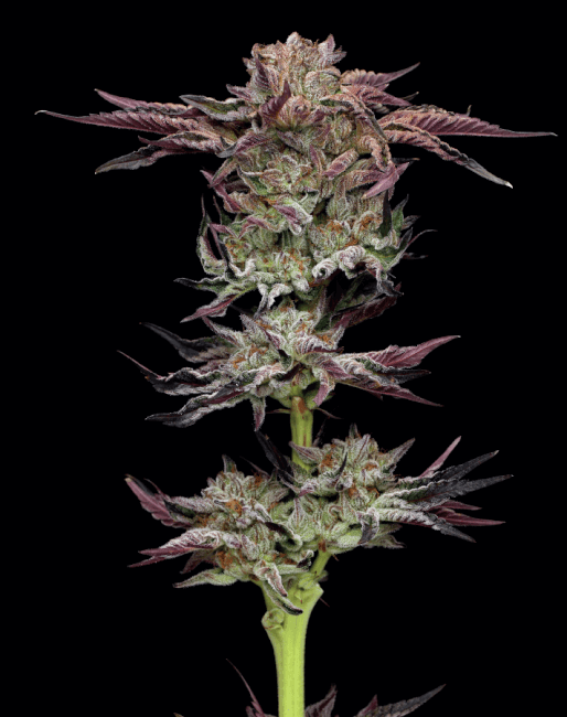 Humboldt Seed Co. Jelly Donutz Feminised Seeds