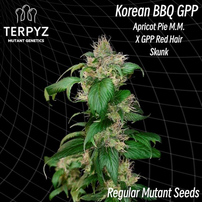 TerpyZ Mutant Genetics Korean BBQ GPP Regular Seeds