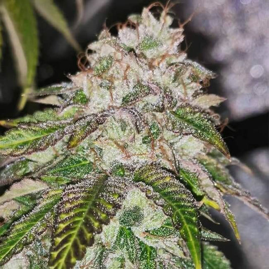 Pheno Finder Seeds Kuntz 'n' Cream Feminised Seeds