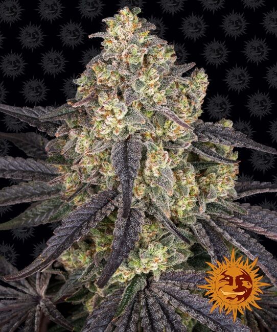 Barney's Farm Kush Mintz Feminised Seeds