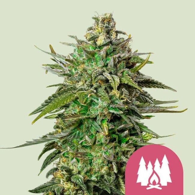 Royal Queen Seeds Larry OG Feminised Seeds