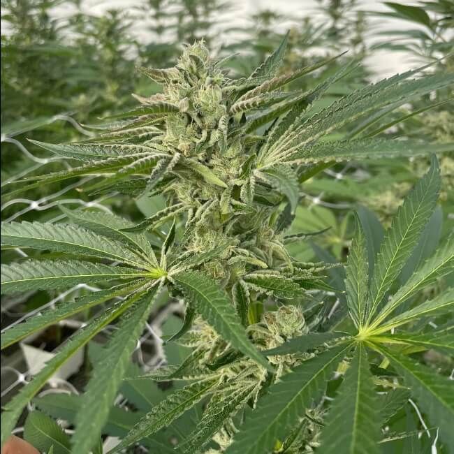 Trilogene Seeds Latte Lato Feminised Seeds