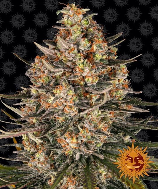 Barney's Farm Lemon Drizzle Feminised Seeds