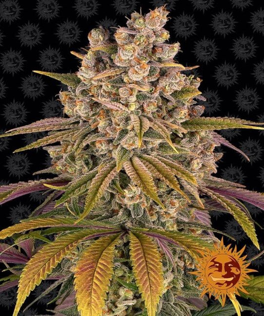 Barney's Farm Lemon Tree Feminised Seeds