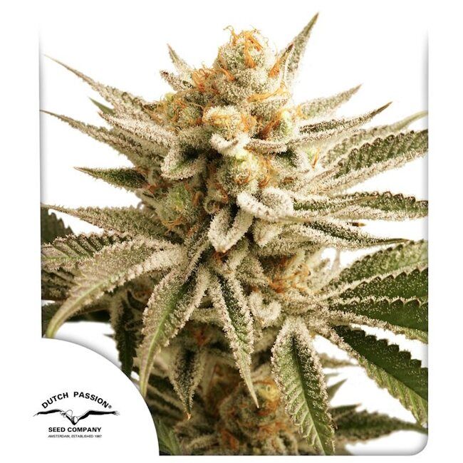 Dutch Passion Lemon Z Feminised Seeds