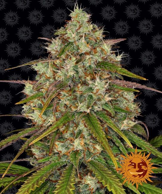 Barney's Farm Liberty Haze Feminised Seeds