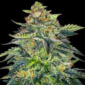 G13 Labs London Cream Cake Auto Feminised Seeds