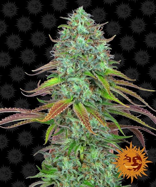 Barney's Farm LSD Auto Feminised Seeds