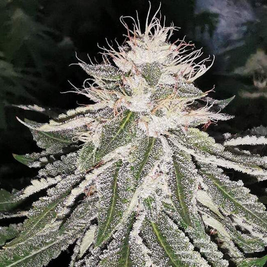 Pheno Finder Seeds MAC 11 Feminised Seeds