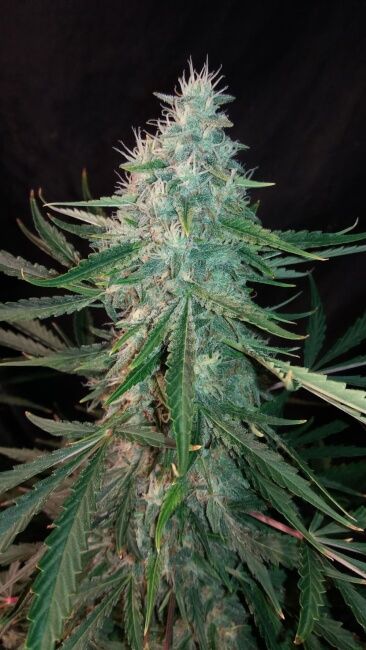 Mephisto Genetics ManBearAlienPig Auto Feminised Seeds